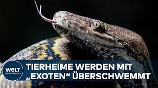 ENERGIEPREISEXPLOSION Teurere Liebhaberei  Wenn die Pythonschlange die Taschen leer macht [upl. by Elana]