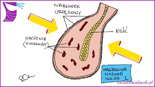 Jak Jest Zbudowana Małżowina Nosowa Dolna  Schemat budowy [upl. by Leifer]