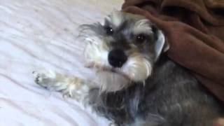 Mini Schnauzer  Wake up Bentley [upl. by Deuno]