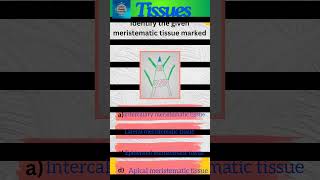 Tissues Part 15 Plant tissues  Class 9 Science  Meristematic tissues  shorts [upl. by Radek]