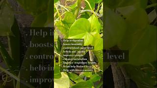 GILOY PLANT BENEFITS ampCARE  shortsgiloybenefitsgiloyplant [upl. by Adiv]