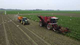 VERVAET 617  Bietenrooien 2024  Mechielsen Oldehove  Harvesting sugarbeets [upl. by Ruford]