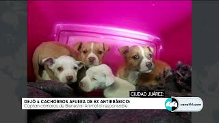 Dejó 4 cachorros afuera de ex antirrábico [upl. by Laney]