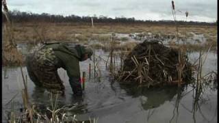 Fur Trapping in Southern Indiana [upl. by Zetroc]