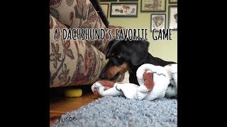 A Dachshunds Favorite Game Crusoe Hides Ball Under Couch [upl. by Ambrogino]