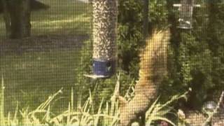 Squirrel Proof Bird Feeder with a Slinky Squirrel and Dove dinner [upl. by Arata]