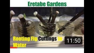 Rooting Fig Cuttings In Water Wonderful Result [upl. by Nelhsa]