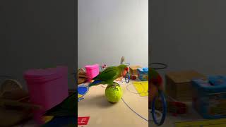 Bird Training  Smart lovebird Parrot  Smart Little Cute Parrot training smartparrot cute [upl. by Hoebart]