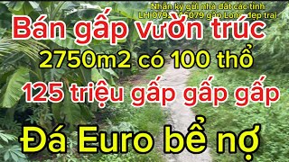 Euro đá banh bể nợ bán gấp 2750 m2 có 100 thổ cư điện nước đầy đủ [upl. by Halyahs]