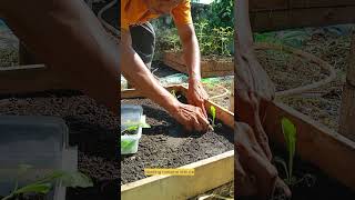 Growing Vegetables at home [upl. by Therine584]