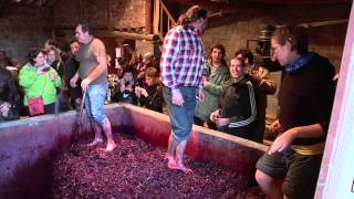 Fiesta del Pisado de la Uva Bodegas Lecea  Vídeo Reportaje [upl. by Lyrej]