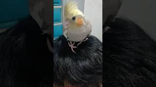 Kiwi cockatiel preening human hair [upl. by Eicyac763]