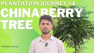 plantation journey 4  plantation of chinaberry tree  dharaik  دھریک کی شجر کاری [upl. by Tchao]