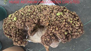 UNBOXING KOREAN SUCCULENTS  HUGE AEONIUM HALLOWEEN CRESTED  101223 [upl. by Bellew]