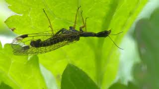 Phaeostigma notata snakefly [upl. by Dahraf6]