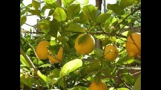 Lemon Tree  Tips for Better Production  Lemon Plant in Pot  Kitchen Gardening [upl. by Lennard]