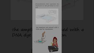 Genotyping alleles with length differences by Polymerase chain reaction and electrophoresis [upl. by Myrna]