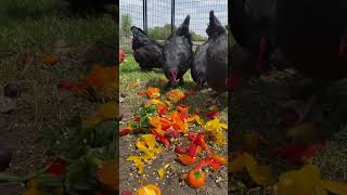 What do Chickens eat [upl. by Ollie]