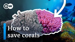 First Ever Footage Watch Coral Bleaching Happen Before Your Eyes  National Geographic [upl. by Spada]