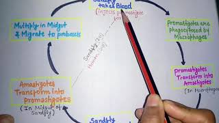 Leishmania donovani kala azarleishmaniasis life cycleclinical featurelab diagnosis of kala azar [upl. by Agnella]