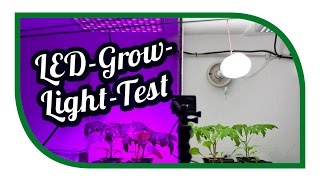 LED Grow Light Test ☀️ Aussaat Jungpflanzenanzucht Zeitraffer ☀️ Pflanzenlicht ☀️ Pflanzenlampen [upl. by Alyekahs]