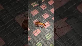 Telapoka 🪳 তেলাপোকা 🪳 shortvideo cocroach insects shortvideo [upl. by Ydnas]