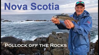 Nova Scotia Shoreline Pollock off the rocks [upl. by Perl]