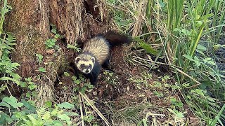 TCHÓRZ ZWYCZAJNY  dziki tchórz w naturze  der Iltis  DER ILTIS  europäische iltis [upl. by Grogan46]