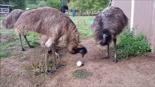 Emus with Weasel Ball  Morning Fun [upl. by Hourigan]