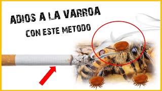 ✅ ASI MANTENGO MIS ABEJAS LIBRES DE VARROA  👉Control de la Varroa 🐝 apicultura [upl. by Anwat]