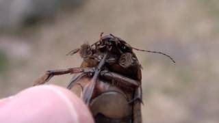 Predaceous Diving Beetle Dytiscidae Cybister fimbriolatus Male in Hand [upl. by Ettenal265]