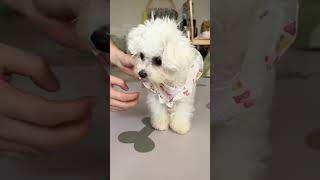 My little dog can dress itself  asmr trending doglover trending cute cutedog [upl. by Akitahs]