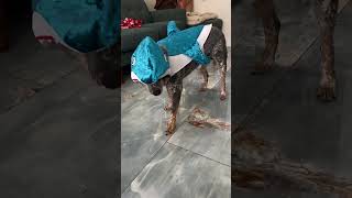 Blue Shark 🦈 lurking  petlove cutedog doglovers trending blueheeler australiancattledog [upl. by Asyal]