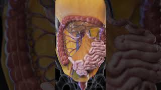 Discover the Mesentery The Unsung Hero of the Digestive System anatomy animation [upl. by Erehpotsirhc]