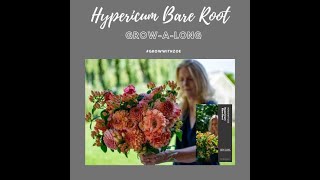 Hypericum Bare Root Plant Sale Tonight 5pm Wed 23rd Oct 2024 [upl. by Ariik]