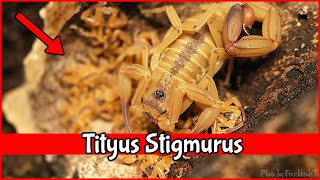 Tityus Stigmurus amp Pterinochilus  Haltung und Unterschiede deadly venomous skorpion scorpion [upl. by Walrath]