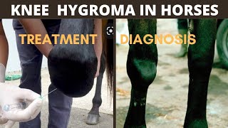 CARPAL  KNEE HYGROMA in Equines treatment cause and diagnosis🐎animals hamzavets9926 [upl. by Deering]