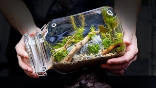 Sealed Aquarium Ecosphere Aquascape in a Jar [upl. by Ater584]