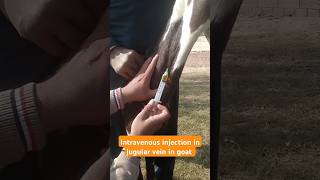 Intravenous injection in goat veterinary doctors how to use vet injection veterinary shorts [upl. by Austine]