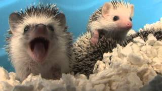 Baby Hedgehog Yawns HD Original [upl. by Kellen]