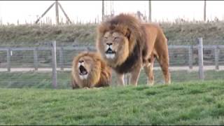 BadlandsChugs Burp and Lion Roar [upl. by Ahsienad]