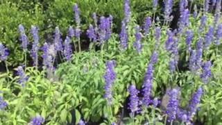 Vivero Growers Presents  Bees Pollinating the Salvia [upl. by Ferwerda]