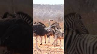 Ostrich In Etosha National Park [upl. by Nale]