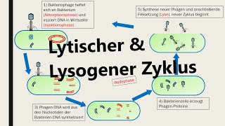 Lysogener und lytischer Zyklus Vermehrung von Viren [upl. by Loren]