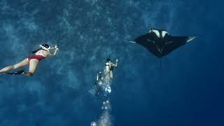 Scuba diving and Freediving with Oceanic Mantas in Fuvahmulah [upl. by London]