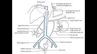 Mnemonics to remember porto caval Portosystemic anastomosis and clinical significance [upl. by Eelanaj]