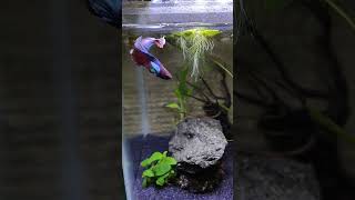 Active betta fish tank punjabisong song bettafish bettatanksetup fishbowl aquascape shorts [upl. by Nabal]