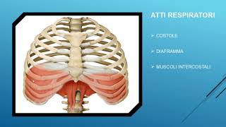 La RESPIRAZIONE POLMONARE linspirazione e lespirazione [upl. by Stoddart]