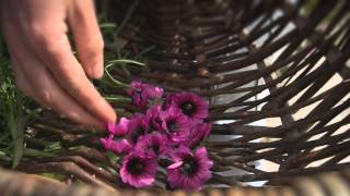 Wild Food Foraging at Sennen Cove Cornwall [upl. by Vrablik]