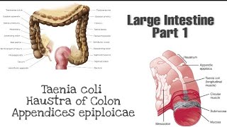 Taneia coli Haustra and appendices epiploicae  Anatomy of Large Intestine [upl. by Gabi]